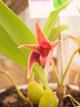 Bulbophyllum fredesborg delight
