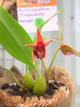 Bulbophyllum fredesborg delight 
