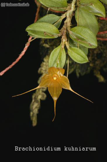 Brachionidium kuhniarum
