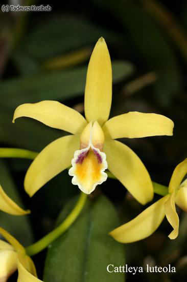 Cattleya luteola
