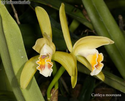 Cattleya mooreana
