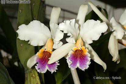 Cattleya rex - splash
