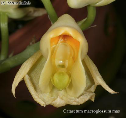 Catasetum macroglossum mas
