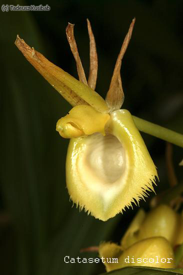 Catasetum discolor
