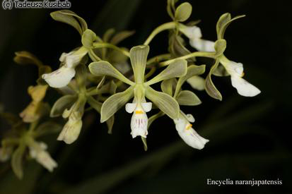 Encyclia naranjapatensis
