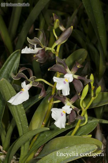 Encyclia cordigera
