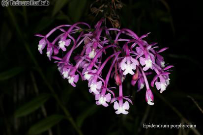 Epidendrum porphyreum
