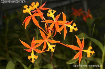 Epidendrum shomburgkii
