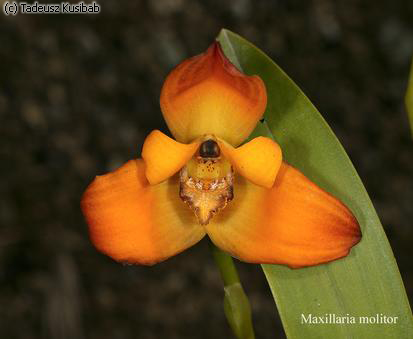 Maxillaria molitor
