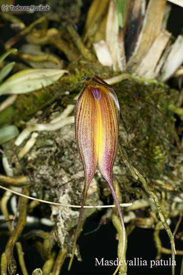 Masdevallia patula
