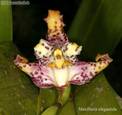 Maxillaria elegantula
