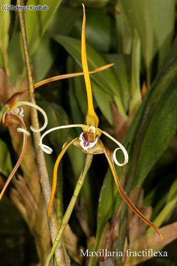 Maxillaria fractiflexa
