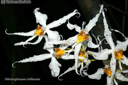 Odontoglossum cirrhosum
