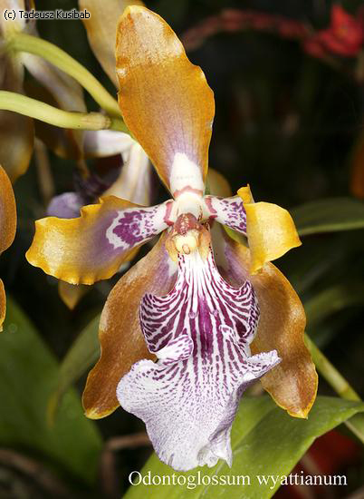 Odontoglossum wyattianum
