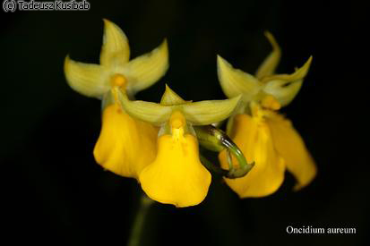 Oncidium aureum
