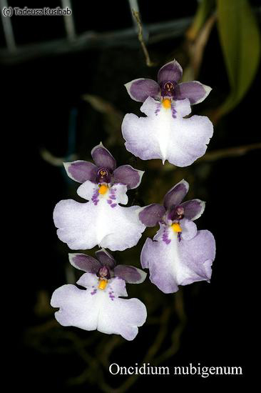 Oncidium nubigenum
