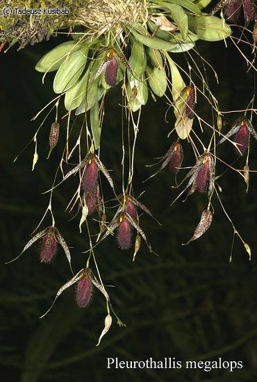 Pleurothallis megalops
