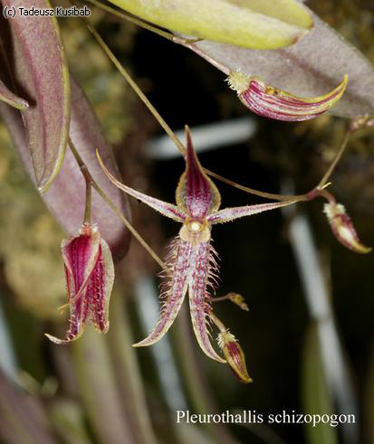 Pleurothallis schizopogon
