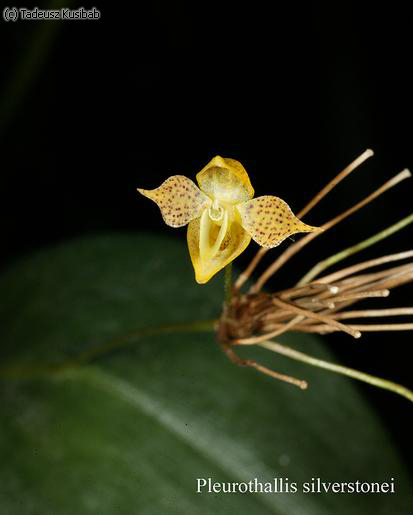 Pleurothallis silverstonei
