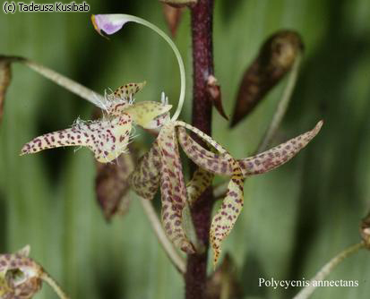 Polycycnis annectans
