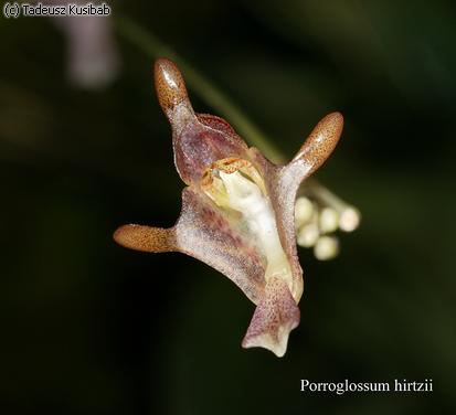 Porroglossum hirtzii
