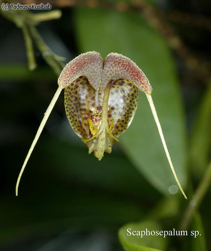 Scaphosepalum sp.
