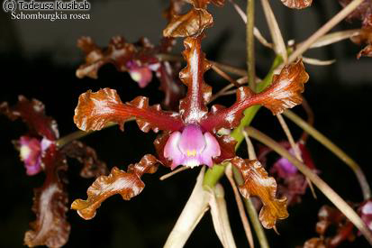 Schomburgkia rosea
