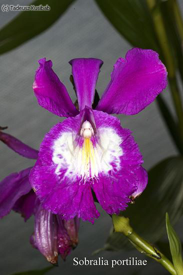 Sobralia portiliae
