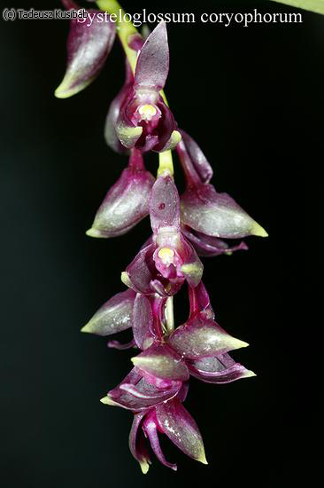 Systeloglossum coryophorum
