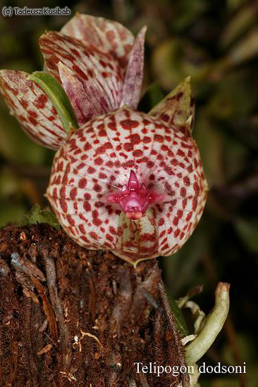 Telipogon dodsoni
