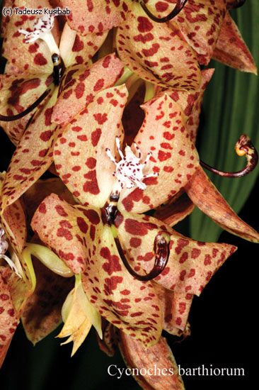Cycnoches barthiorum
