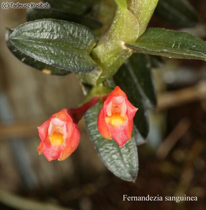 Fernandezia sanguinea
