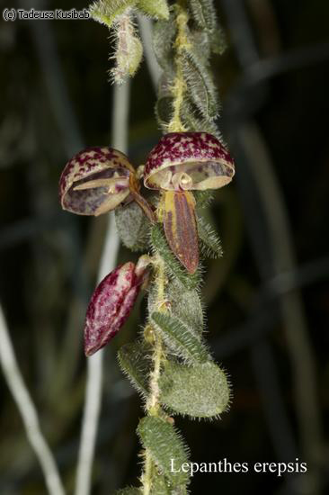 Lepanthes erepsis
