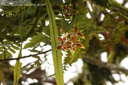 Odontoglossum cruentum in situ
