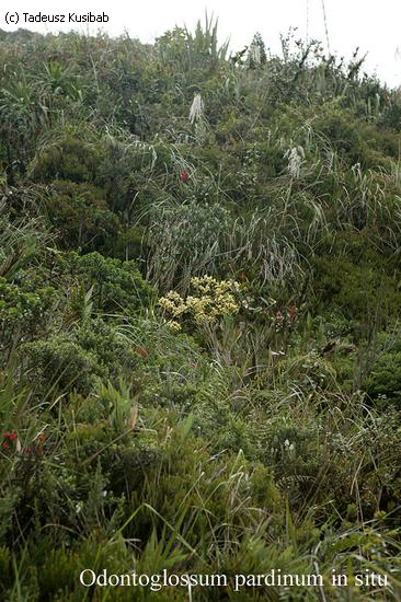 Odontoglossum pardinum in situ
