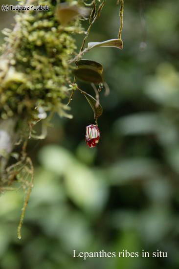 Lepanthes ribes in situ
