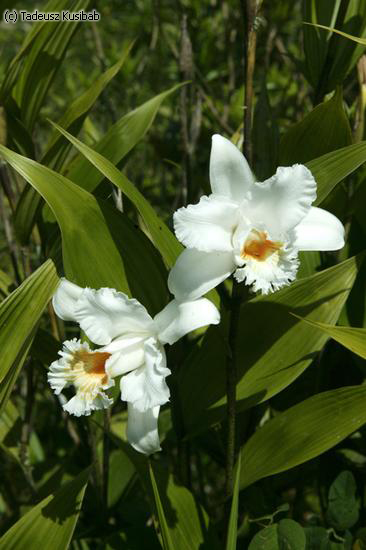 Sobralia virginalis
