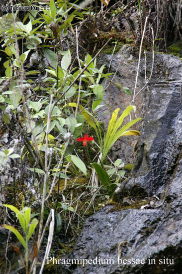 Phragmipedium bessae in situ
