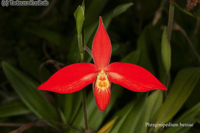 Phragmipedium bessae
