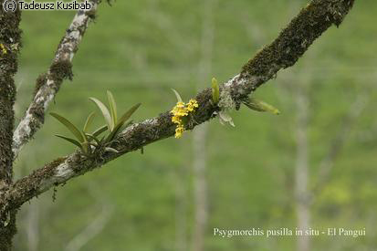 Psygmorchis pusilla in situ – El Pangui
