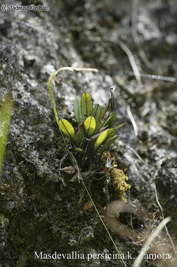 Masdevallia persicina k. Zamora
