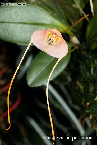 Masdevallia persicina
