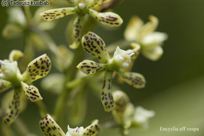 Encyclia aff vespa
