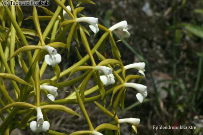 Epidendrum lacustre
