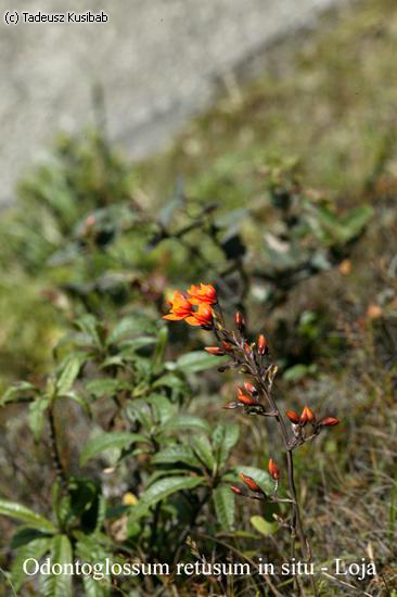 Odontoglossum retusum in situ – Loja
