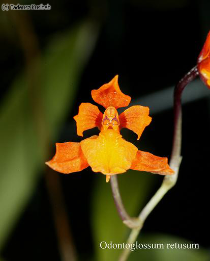 Odontoglossum retusum
