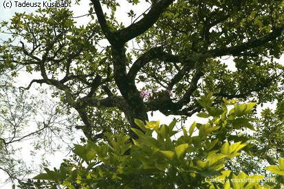 Cattleya maxima in situ
