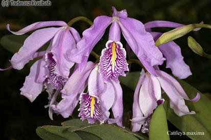 Cattleya maxima
