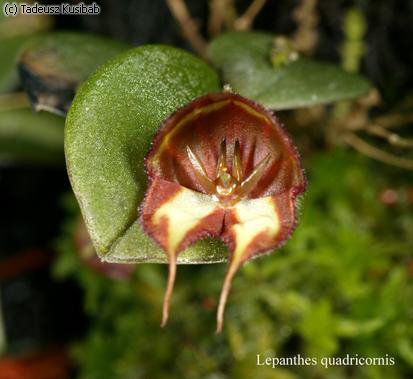 Lepanthes quadricornis
