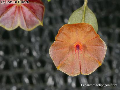 Lepanthes telipogoniflora
